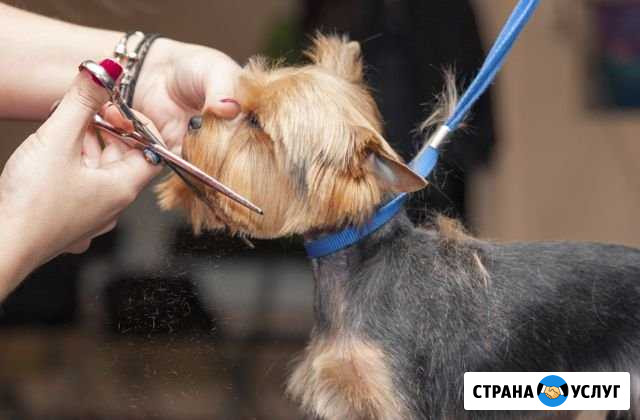 Стрижка кошек и собак Новокузнецк - изображение 1