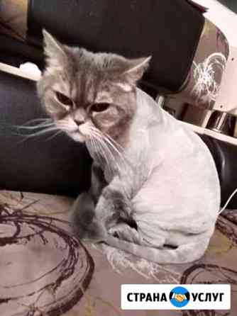 Стрижка котов и кошек Нижневартовск