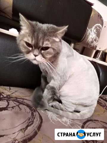 Стрижка котов и кошек Нижневартовск - изображение 1