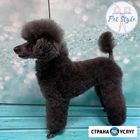 Стрижка собак и кошек Новосибирск - изображение 1
