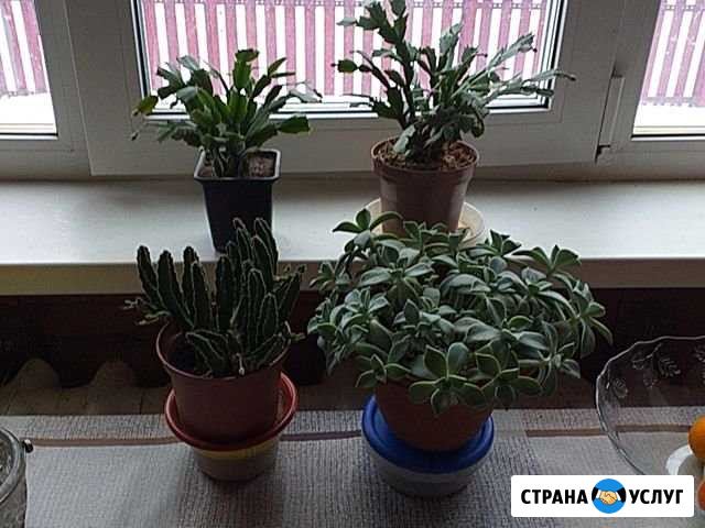 Передержка домашних растений Бердск - изображение 1