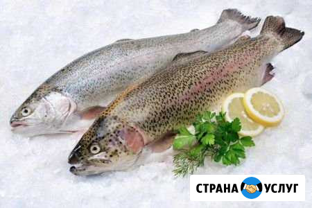 Рыба форель Выборг - изображение 1