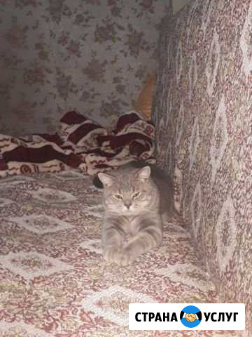Котик на вязку Майкоп - изображение 1