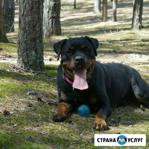 Выездной кинолог-зоопсихолог - дрессировщик Казань - изображение 1
