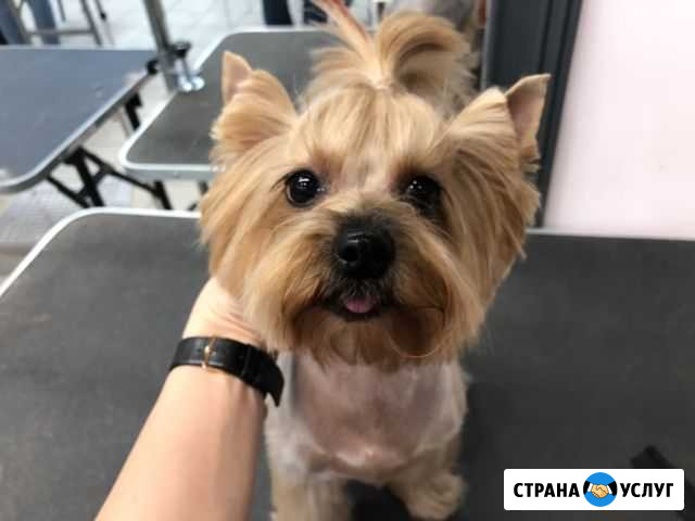 Стрижка собак, кошек Красноярск - изображение 1