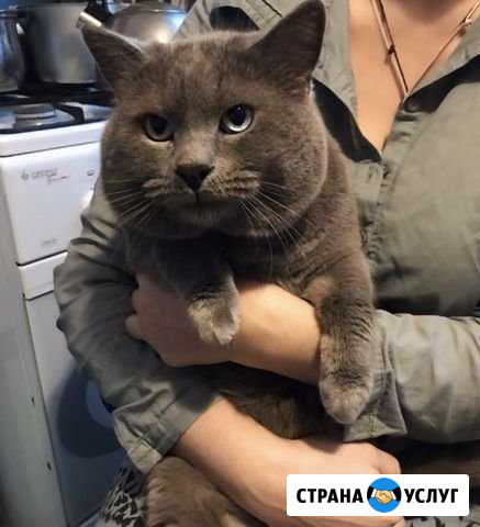 Вязка с шотландско-британским котом Санкт-Петербург - изображение 1