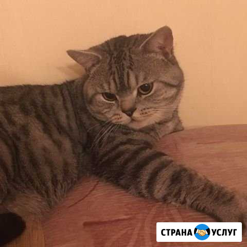Британский кот на вязку Иркутск - изображение 1