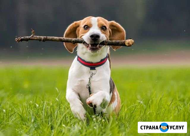 Дрессировка собак Челябинск - изображение 1