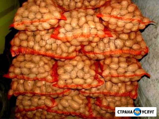 Картофель Устюжна Вологда - изображение 1