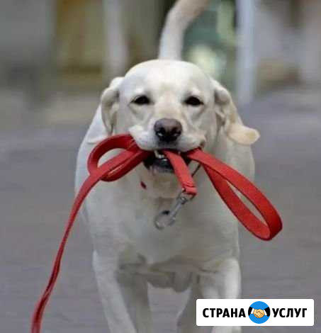 Выгул собак Покормлю, погуляю, посижу Реутов - изображение 1