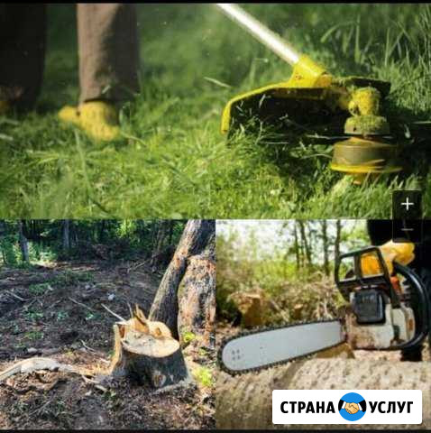 Спил деревьев. Расчистка участков Тамань - изображение 1