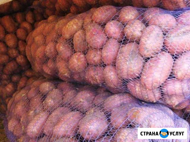 Картофель красный,фермерский,Кехта Северодвинск - изображение 1