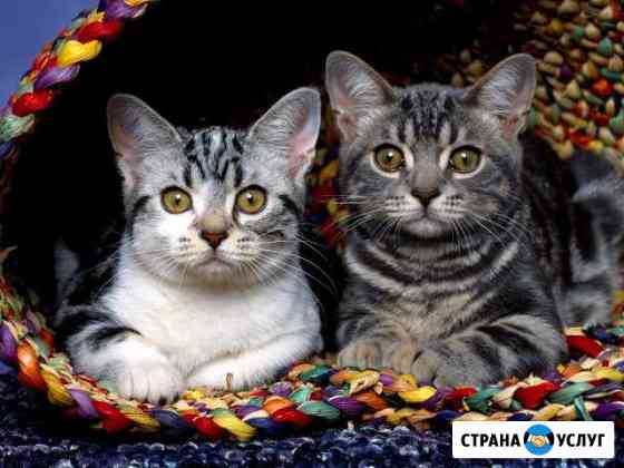 Стерилизация кошек, кастрация котов, мягкая лапка Нижний Новгород