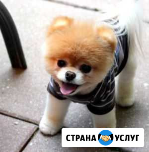 Выгул собак Липецк - изображение 1