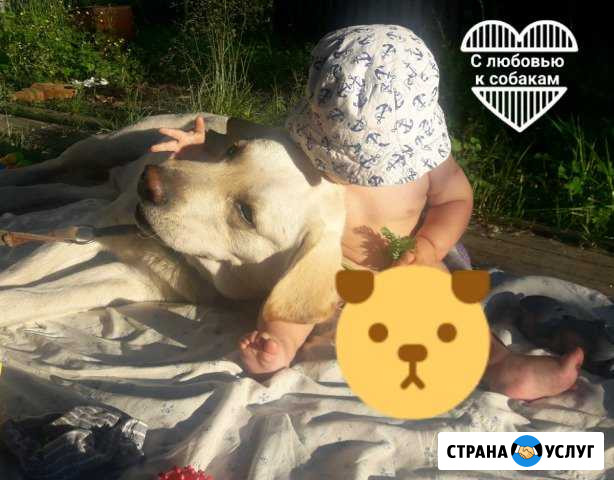Передержка собак/Обучение послушанию Архангельск - изображение 1