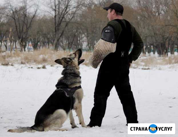 Дрессировка собак Армавир - изображение 1