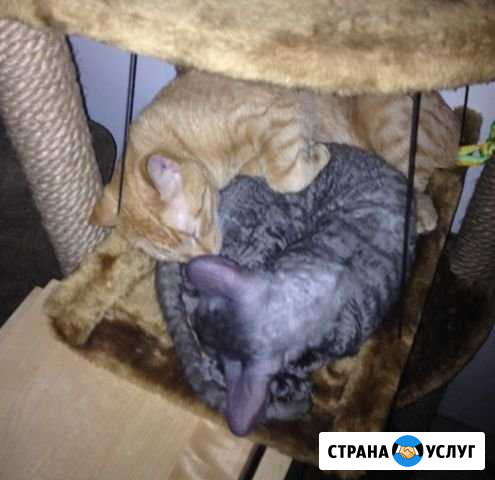 Зооняня Черное - изображение 1