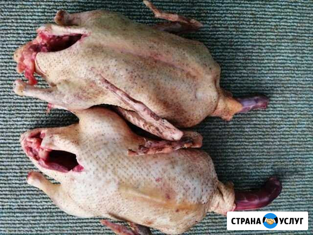Мясо индоутки Донское - изображение 1