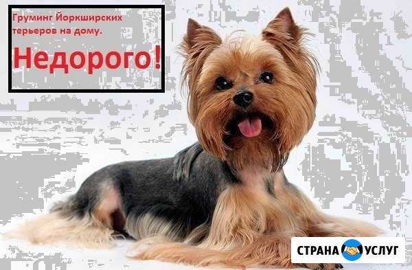 Стрижка собак мелких пород на дому и с выездом Венев - изображение 1