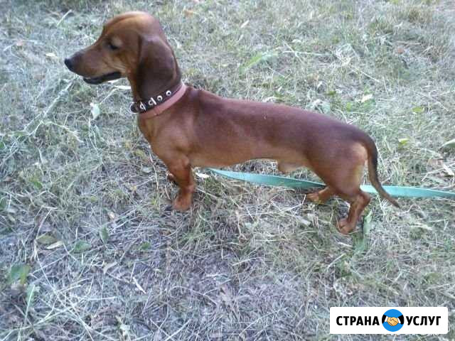 Вязка кобель Ульяновск - изображение 1