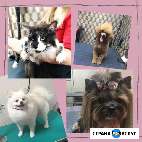 Стрижка собак и кошек Новосибирск - изображение 1