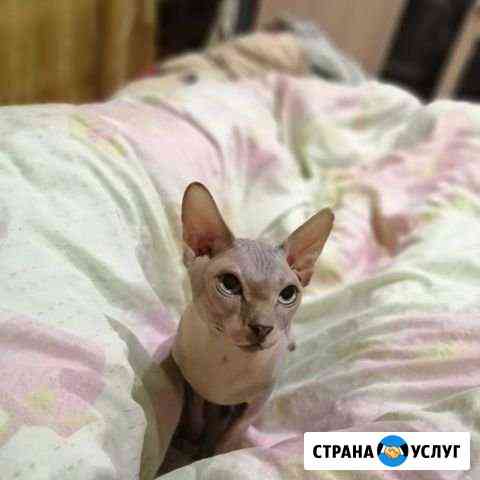 Ищем кошечку для вязки Россошь