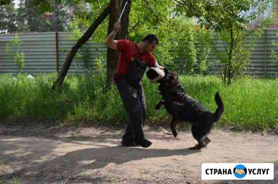 Дрессировка собак Железнодорожный