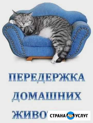 Выгул / передержка домашних животных Новочеркасск - изображение 1