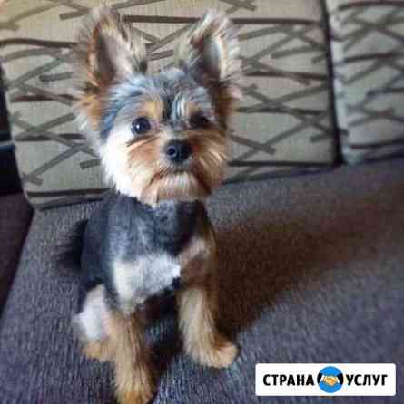 Стрижка собак и кошек Нижний Новгород