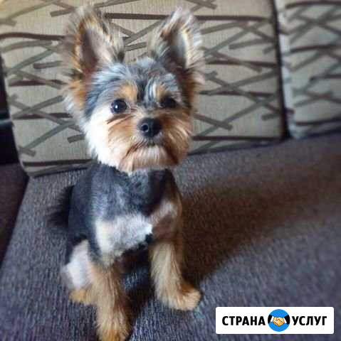 Стрижка собак и кошек Нижний Новгород - изображение 1