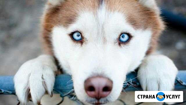 Выгул вашего питомца Когалым - изображение 1
