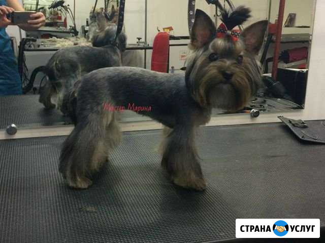 Стрижка собак и кошек Салават - изображение 1