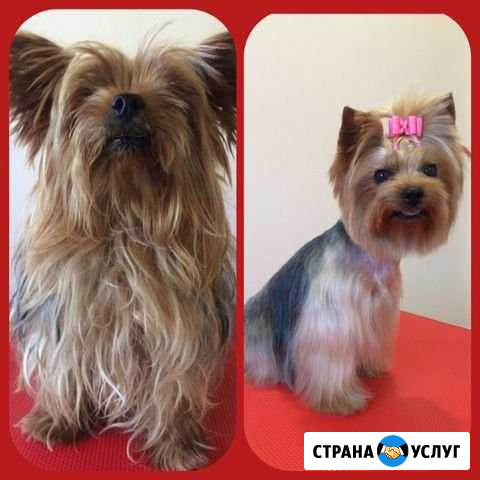 Бесплатная стрижка для вашей собачки Георгиевск - изображение 1