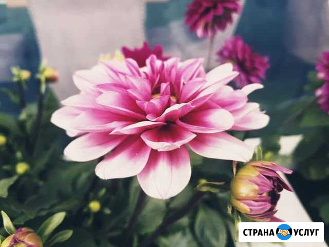 Фотографирование (всего) Калуга - изображение 1