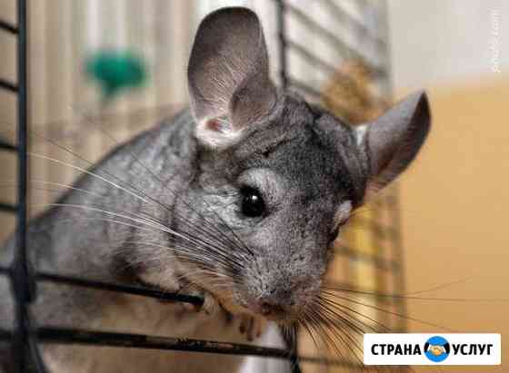 Гостиница для маленьких животных (передержка) Железнодорожный