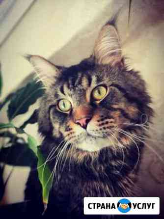 Вязка. Кот Мейн-кун Иркутск