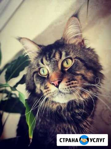 Вязка. Кот Мейн-кун Иркутск - изображение 1