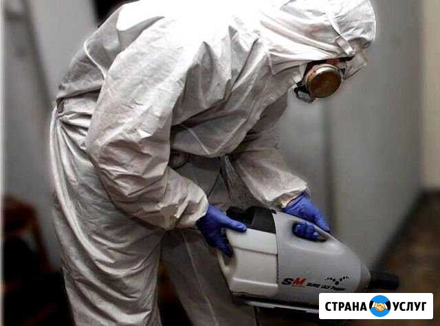 Уничтожение клопов, тараканов, крыс, мышей, вшей Ногинск - изображение 1