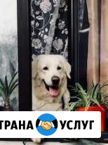 Передержка в частном доме. Токсово Токсово - изображение 1