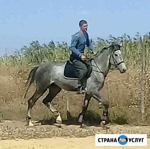 Верховая езда, конные прогулки Шахты - изображение 1