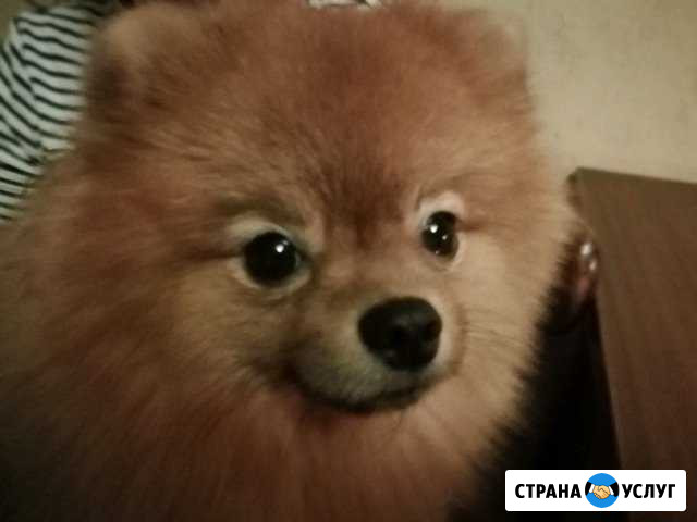 Вязка шпиц Путевка - изображение 1