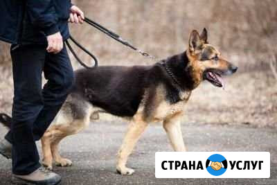 Выгул собак Инта - изображение 1