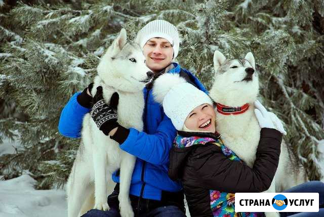 Хаски Энгельс - изображение 1