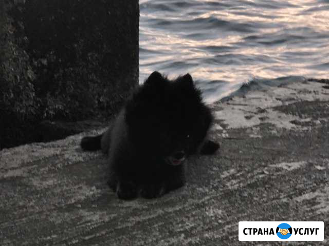 Вязка шпиц Сочи - изображение 1
