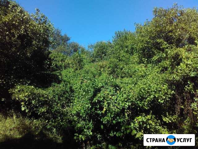 Расчистка участков Сочи - изображение 1