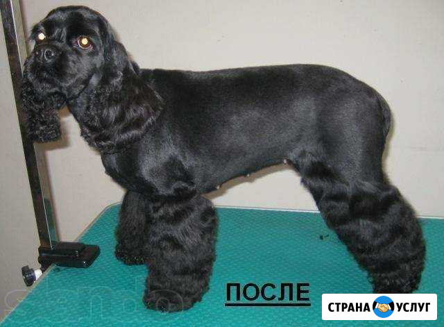 Стрижка кошек и собак на дому Курск - изображение 1