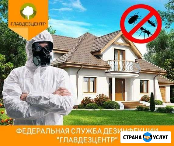 Уничтожение клопов тараканов муравьёв крыс Батайск - изображение 1