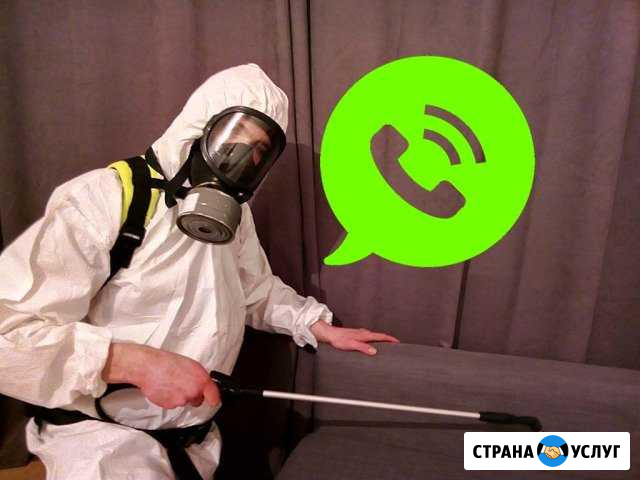 Уничтожение клопов. Обработка от тараканов, блох Пушкин - изображение 1