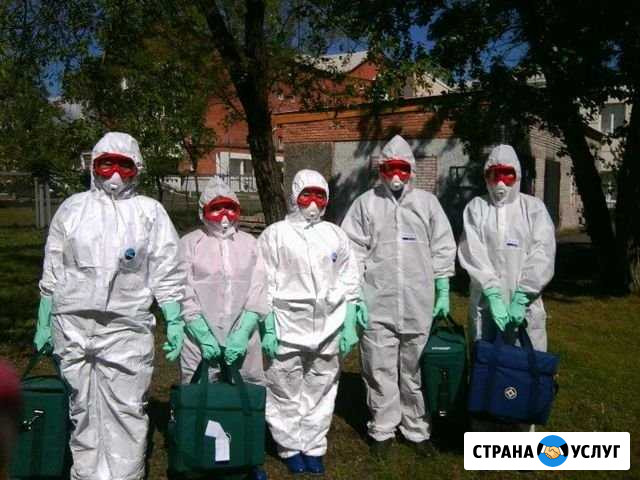 Уничтожение Клопов,Тараканов, Блох - Санобработка Челябинск - изображение 1