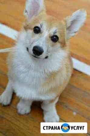 Фотосессия с Корги Ульяновск